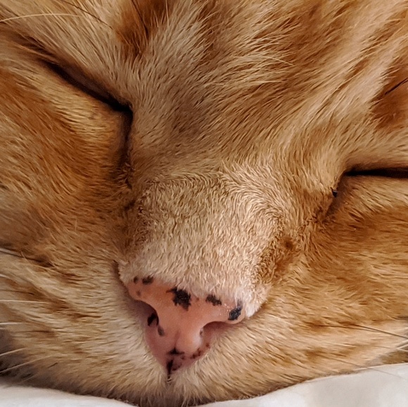 Meet your Posher, Karen - Picture 1 of 1